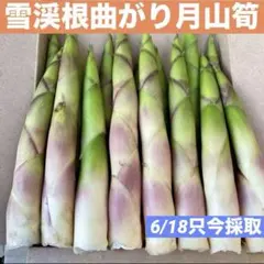 ❤️毎年大人気❣️ 天然 月山筍 箱込み約1キロ 太め 根曲がり竹 姫竹 山菜596のサムネイル