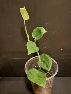 Scindapsus sp armyのサムネイル