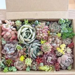 chari*様 リクエスト 2点 まとめ商品