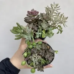 【最終値下げ】多肉植物　寄せ植え　抜き苗2ポット分　お楽しみセットのサムネイル