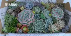 エケベリア・セダム寄せ植えセット 約24cm x 12.5cm✕2.8cm