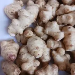 菊芋 約1kg