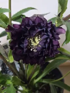 2026年最新】クリスマスローズ クレオパトラの人気アイテム - メルカリ