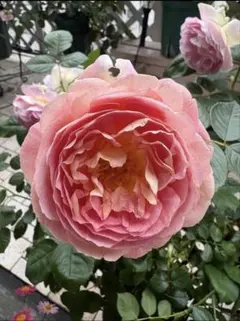 2026年最新】和バラの人気アイテム - メルカリ