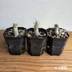 2026年最新】グラキリス セットの人気アイテム - メルカリ