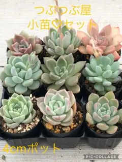 多肉植物 miyaさん苗♡小苗セット - メルカリ