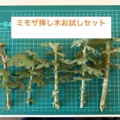 ミモザ挿し木お試しセット 5本入り スワッグ リース ガーデニング