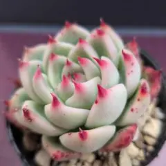 極上苗】 チワワエンシススペシャルレッド サボテン相談室 多肉植物