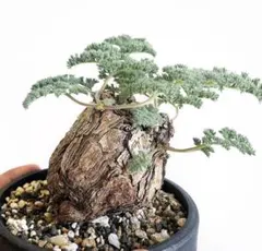 b197ペラルゴニウム トリステ Pelargonium triste厳選株のサムネイル