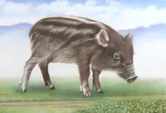 色鉛筆画・動物画 イノシシ 猪 干支 (260×380) 絵画 イラスト