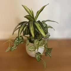 人工観葉植物のサムネイル