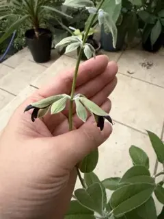 ハーブ ディスカラーセージ 黒花 宿根草 ポット苗　※1点のみ