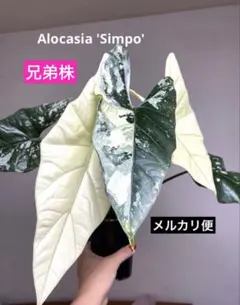 【超レア‼️美株✨】アロカシア　シンポ　アルボ　斑入り　白斑　希少　メルカリ便 ① 【超レア‼️美株✨】アロカシア シンポ アルボ 斑入り 白斑 希少
