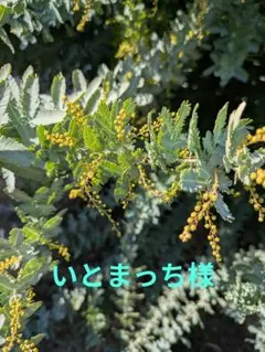 いとまっち様　専用