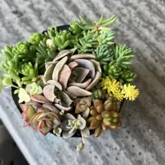 エケベリア セダム 10センチ鉢 カット苗 寄せ植えセット - メルカリ
