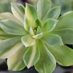 フラメンコ錦 多肉植物 - メルカリ