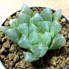 ハオルチア 天空の境錦 多肉植物 極上斑 鮮明錦 21 - メルカリ