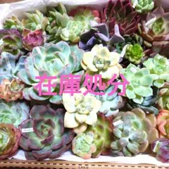 a12多肉植物エケベリア❗訳あり苗＆在庫処分セット❗