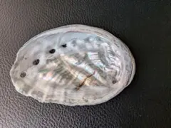 アワビの貝殻 置物 飾り