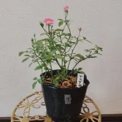 ⑩レンゲローズ ピンク 四季咲きミニバラ 小輪 - メルカリ