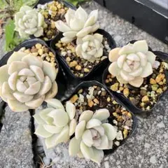 smily♡様 リクエスト 2点 まとめ商品