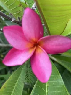 2025年最新】プルメリア苗の人気アイテム - メルカリ