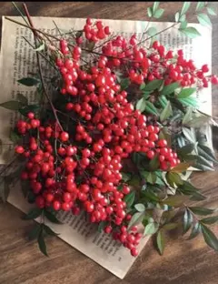 南天の実＊ネコポス箱いっぱい【フレッシュ＊ご注文後採取 】節分花材