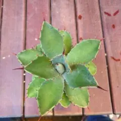 アガベ・リオバー　Agave lyobaa　これからの成長に期待❗️のサムネイル