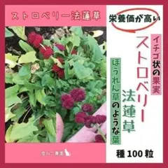 メリー様リクエスト 3点（いちごほうれん草１００、ハバネロオレンジ、マンマミーア