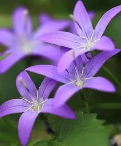 クローバーケープ様 リクエスト 4点 まとめ商品