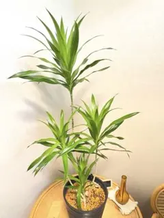 現品］【希少】25番 ドラセナ ナビー 龍 6号 観葉植物 大型 室内 レア