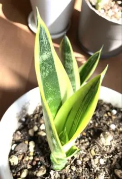 いちごみるく様 リクエスト 2点 まとめ商品