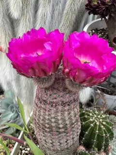 多肉植物 花サボテン 白檀 リンカーン ダクス - メルカリ