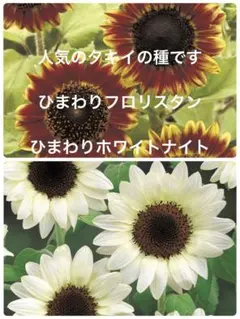 ひまわりの種2品種