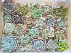 【宅急便コンパクトで発送】多肉植物 カット苗 名前付 多肉弁当