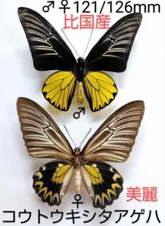 レア】 モルフォ蝶 アート 標本 芸術 コレクション 美術 絵 昆虫