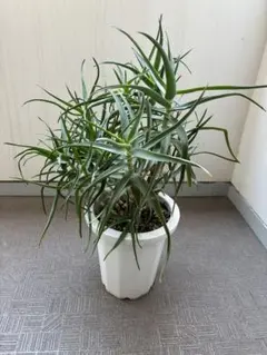 アロエ　ストリアツラ　カット苗　1本〜選べるまとめ買いページ Aloe Striatula の苗 (1点物） | 日本アロエセンター STORE