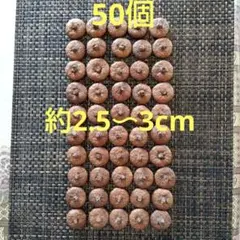 レッドオークドングリ帽子のみ大約2.5〜3cm 50個2024年収集