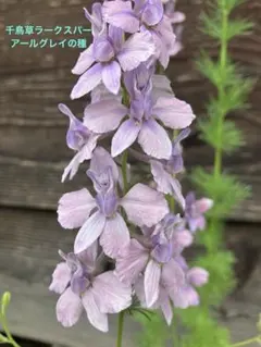 千鳥草 ラークスパーアールグレイの種 40粒　花の種のサムネイル