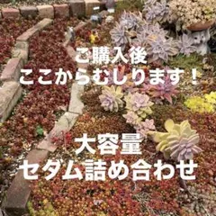 紅葉真っ盛り！大粒虹の玉入り　超大容量！セダム詰め合わせ