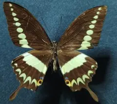 珍種 珍産地 ウィデマンニアフリカイボタ 蛾 標本 - メルカリ
