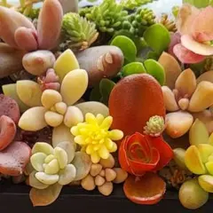 madamujuju様 リクエスト 2点 まとめ商品