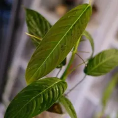 熱帯植物 Rhyncophile elongata Kalimantan - メルカリ