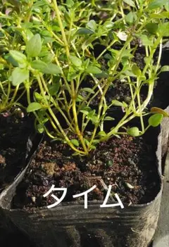 タイム 苗(ハーブ) 抜き苗 5 本　メルカリ便で発送予定のサムネイル