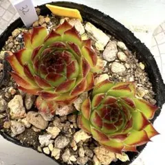 多肉植物 センペルビウム ジュエルケース No.33【黄】 - メルカリ