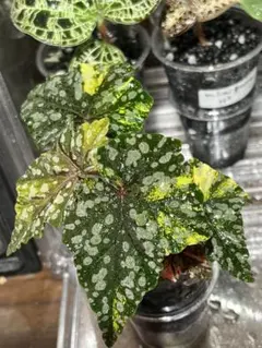 希少 ベゴニア イズモノキラボシ 斑入り - メルカリ