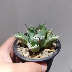 はいら様 リクエスト 3点 まとめ商品