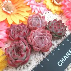 多肉植物　韓国苗　3種5個セット　ヘレナhyb 　コロラータhyb　A