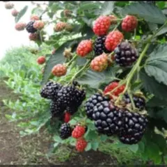 か*き様 果樹苗木 バーミーズグレープ(Burmese Grape) - メルカリ