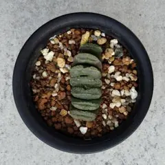 アキナ様専用ページ　ハオルチア　玉扇　Ｒ２＆白麗